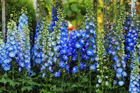 Larkspur Flower Meaning In Urdu | Best Flower Site