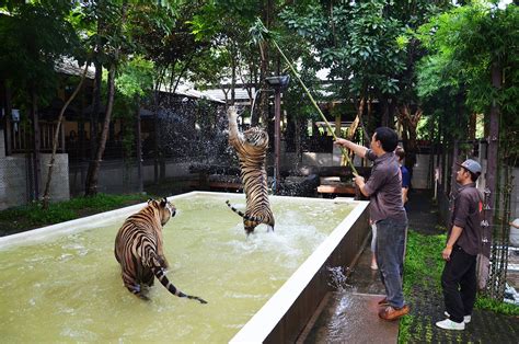 The Tiger Kingdom zoo, Phuket