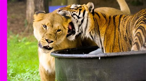 Social Lion Bonding With Solitary Tiger | Oddest Animal Friendship ...