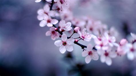 Hd Wallpapers 1366x768 Flowers