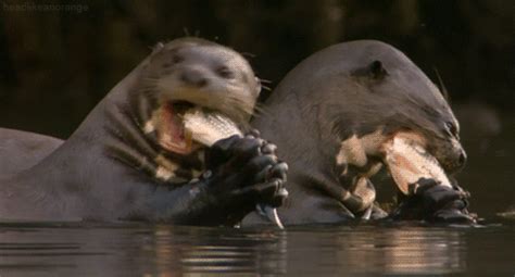 10 Facts About Otters You Should Know Instead Of Trying To Hook Them - Must Share News