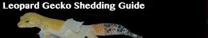 Leopard Gecko Shedding Problems? | LeopardGeckoLand.com