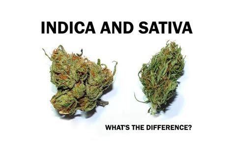 Guide: Indica and Sativa - What’s The Difference? crackmacs.ca - DaftSex HD