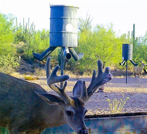 Coues Deer Hunting in Mexico | BMO Hunts