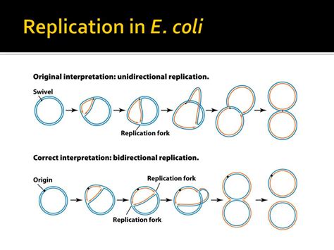 PPT - DNA: Estructura , replicacion , transcripcion , procesamiento y mutaciones PowerPoint ...