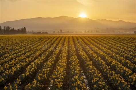 Dramatic Sunrise Over the Daffodil Fields of the Skagit Valley ...