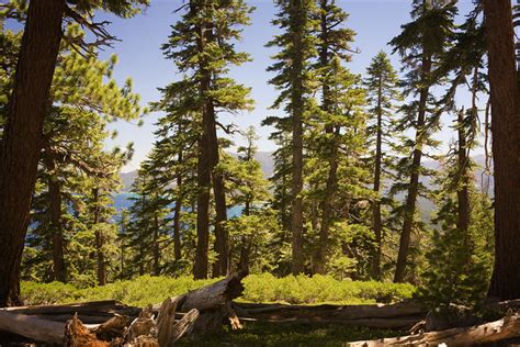 The Trees - Lake Tahoe, Ca | Flickr - Photo Sharing!