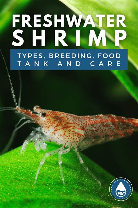 Freshwater Shrimp - Types, Breeding, Food, Tank And Care