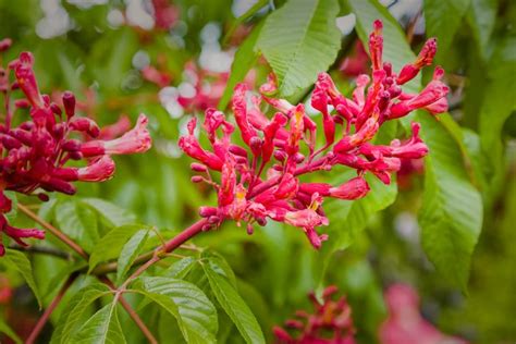 Top 10 Hummingbird Plants That Grow in Shade - Birds and Blooms