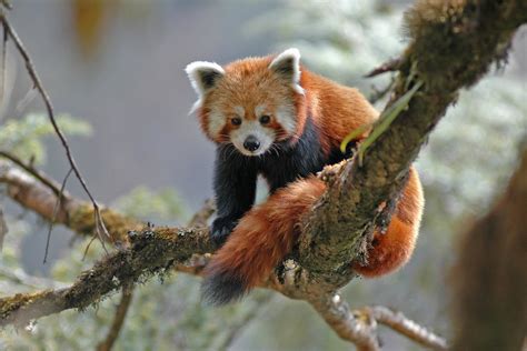 New standard brings best practices to bear in Nepal’s red panda ...