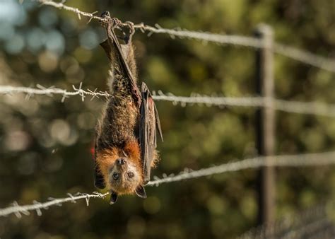 Meet Australia's urban flying foxes—and the people trying to help them | Local photographers ...