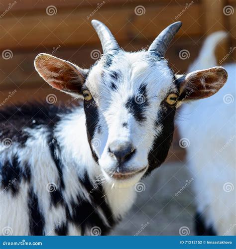 1,300 Spotted Goat Stock Photos - Free & Royalty-Free Stock Photos from ...