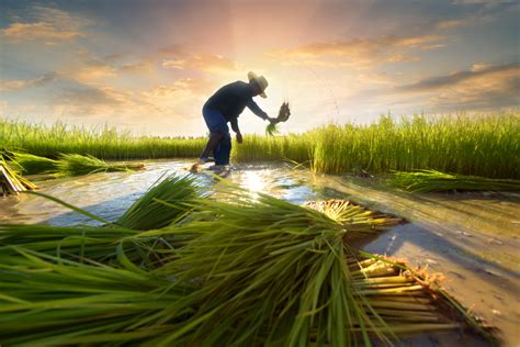 Agriculture arose from surplus, not hunger - Cosmos Magazine