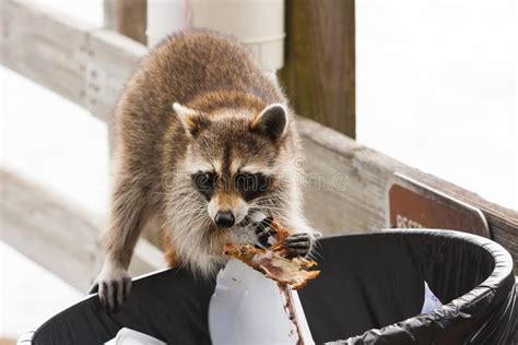 Raccoon in trash stock image. Image of furry, bandit - 56793177