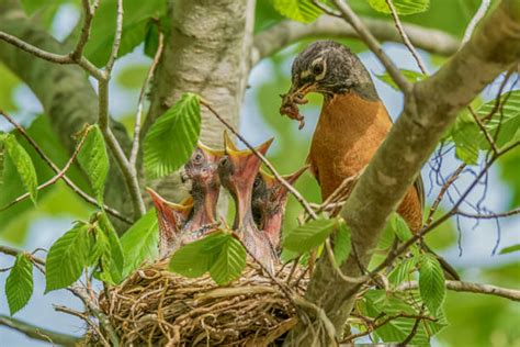 30,700+ Bird Feeding Chicks Stock Photos, Pictures & Royalty-Free ...