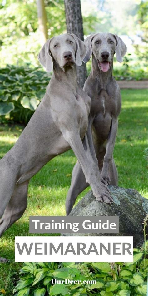 Weimaraner Training Guide | Our Deer | Weimaraner dogs grey, Weimaraner, Weimaraner funny