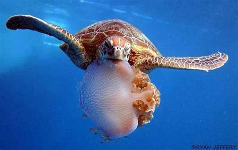 Sea Turtle Eating Jellyfish | Sea turtle, Ocean animals, Turtle