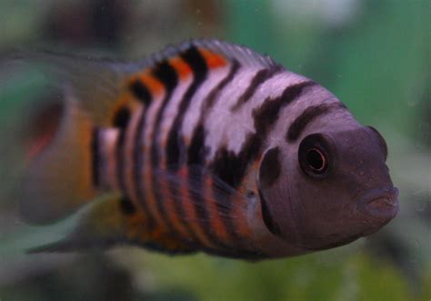 Convict cichlid front view photo and wallpaper. Cute Convict cichlid ...