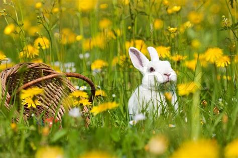 Easter bunny with eggs on a meadow in ... | Stock image | Colourbox