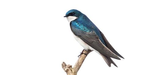 Tree swallow Bird Facts | Tachycineta bicolor | AZ Animals