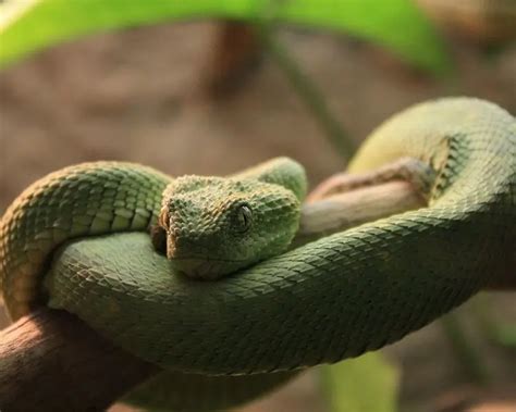 Green Bush Viper - Facts, Diet, Habitat & Pictures on Animalia.bio