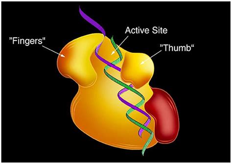 Turning RNA Into DNA: The Discovery That Revolutionized Biology and Biotechnology · Frontiers ...