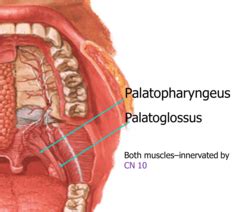 Pharynx and Oral Cavity Flashcards | Quizlet