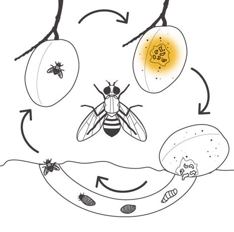 The fruit fly life cycle | National Fruit Fly Council