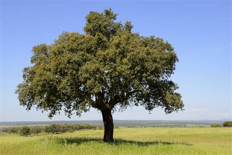 Cork Oak | Monfragüe | Pictures | Spain in Global-Geography