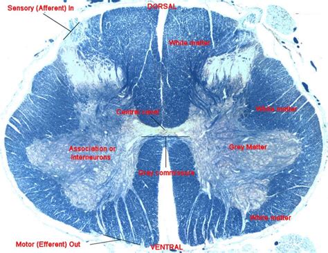 spinal cord histology-cross section of spinal cord showing white and ...