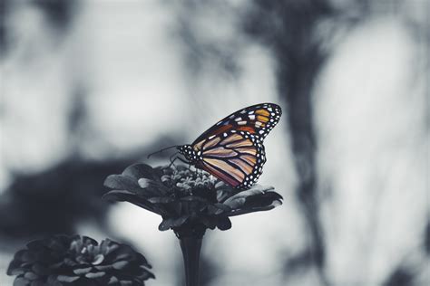 Monarch butterfly, Butterfly, Flower, Patterns HD wallpaper | Wallpaper ...