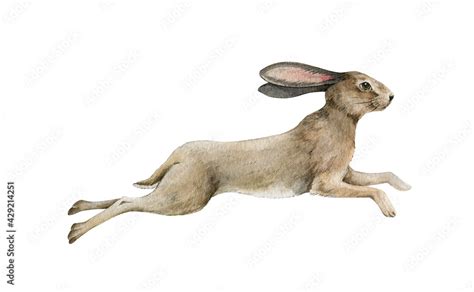 Cute running bunny. Small rabbit jump watercolor illustration. Wild ...