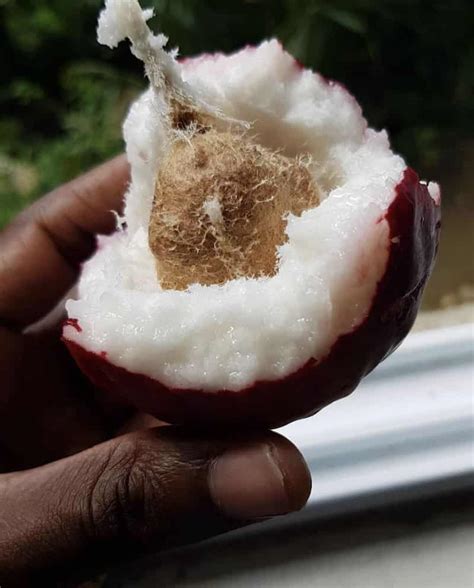 How much do you know about the Otaheite apple?