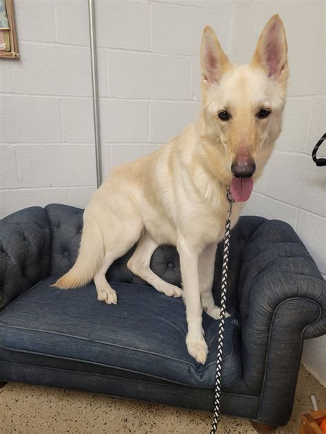 Dog for Adoption - Bella, a German Shepherd Dog in Kannapolis, NC | Alpha Paw