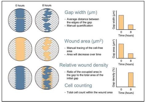 CytoSMART | Wound healing assay - what, why and how