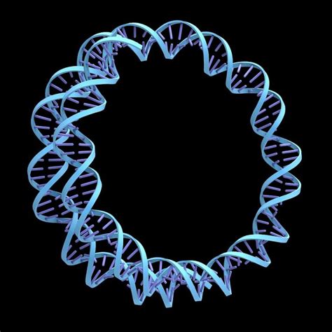 Replication of Circular DNA: Rolling Circle Model : Plantlet