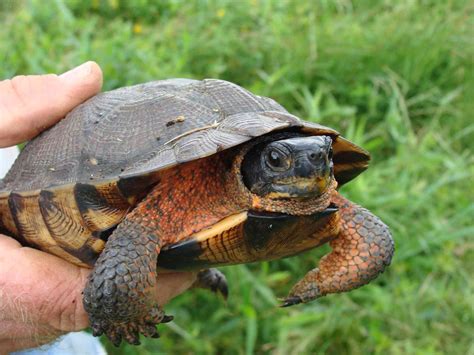 10 Types of Turtles That Make Great Pets