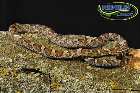 Corn Snake Care Sheet – Reptiles by Mack