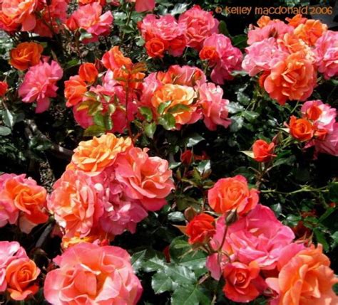 Floribunda Roses | Maple Hill Nursery