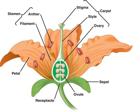 Plant Reproduction | Flower structure, Flower model, Flower chart