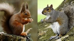 Red Squirrel vs Gray Squirrel: How to Tell the Differences - Animal Differences