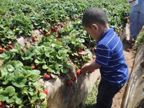 Strawberry Picking in San Diego - Carlsbad U-Pick Strawberry Fields