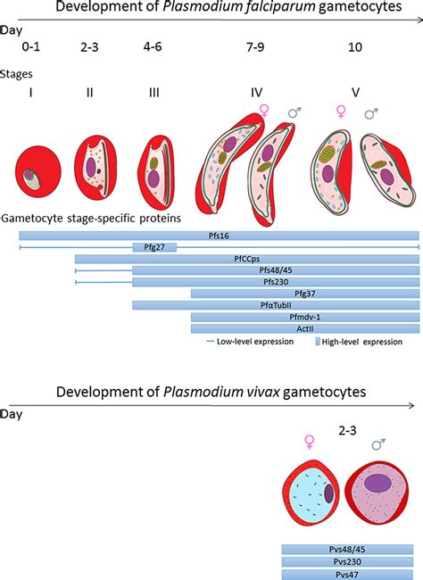 The Biology of Malaria Gametocytes | IntechOpen