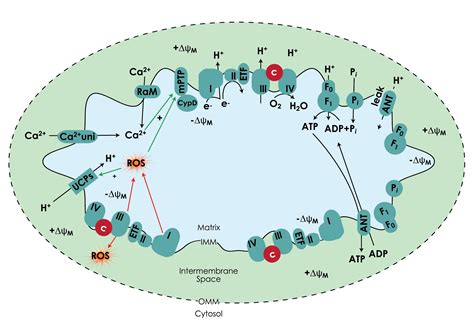 Mitochondria and Cellular Homeostasis | Cayman Chemical