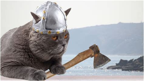 Cats Rule: Vikings had cats on board their ships as they set sail to conquer the world