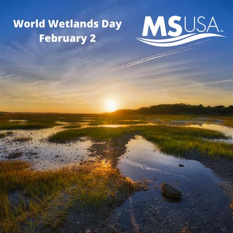 World Wetlands Day – February 2 - Mitigation Solutions USA, LLC - MSUSA