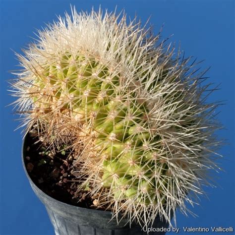 Echinocactus grusonii var. albispinus f. cristatus | Echinocactus grusonii, Variegated plants ...