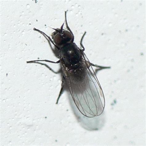 Diptera.info - Discussion Forum: Tiny black flies with conspicious ...