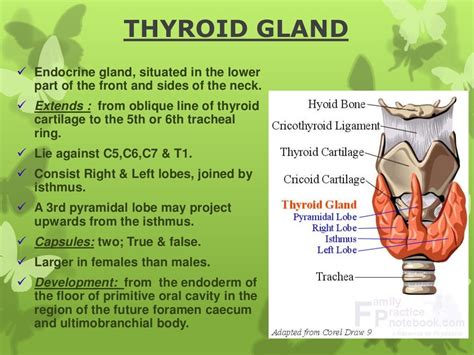 Thyroid gland anatomy