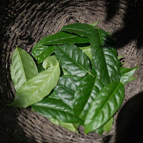 Guayusa Leaves | A Guide To The Amazonian Superleaf | Ayusa Tea